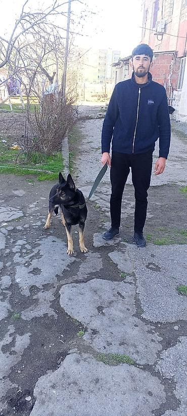 gəncə toyuq satan: Alman çoban iti, 6 ay, Dişi — 3