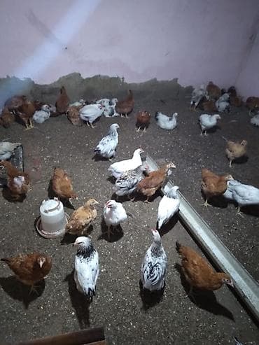 cuce: Toyuq cücələri, Damazlıq — 2