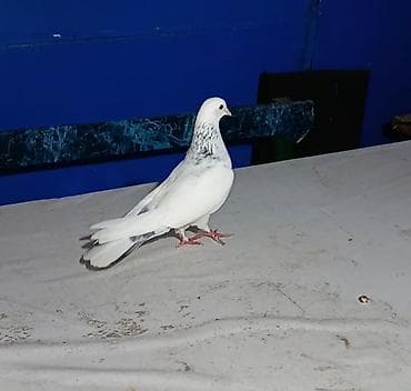 Asia: Cüt deyil Erkey mayadilar.Sumqayitdadi.bos boş adamlar narahat — 2