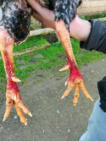 Məhsul: Döyüş tipli xoruz (uzun ayaqlı, güclü pəncəli) Təsvir: - Çox