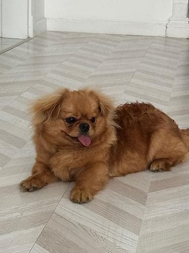 bokser it: Pekines, 7 ay, Erkek, Peyvəndli, Pulsuz çatdırılma — 1