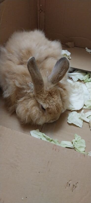 dovşan yuvasi: Angora tipli tüklü dovşan - Rəng: açıq-bej/krem - Qulaqlar uzun, sıx — 4