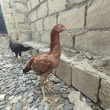 (Birincisi.Masallah)Allahin salamı olsun,Heyvan tecili satılır fərqdir