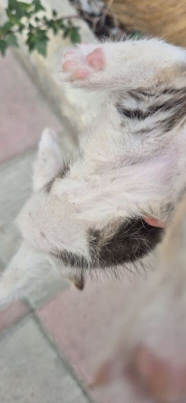 cins pişik: Erkək, Yaxşı əllərə, Ünvandan götürmə — 3