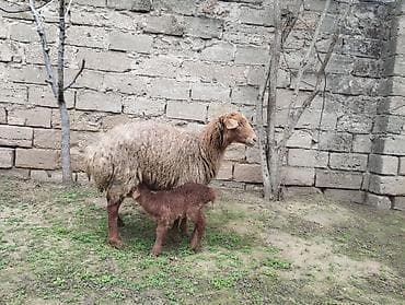 ana qoyun: 3 cü qarına doğub öz heyvanlarimdi balası erkeydi heyvanlar — 3