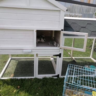 домики для кошек баку: Toyuq yuvası dovşan yuvası
sifariş qəbul olunur — 5