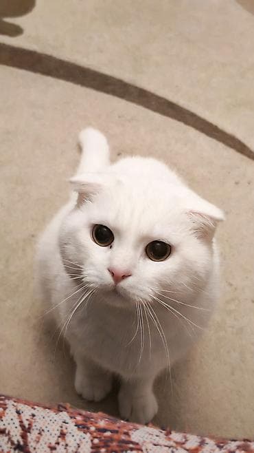 pişik cutləşdirilir: Cütleşdirilir Erkek Scottish Fold 1 yaş 2 aylıqdı — 2