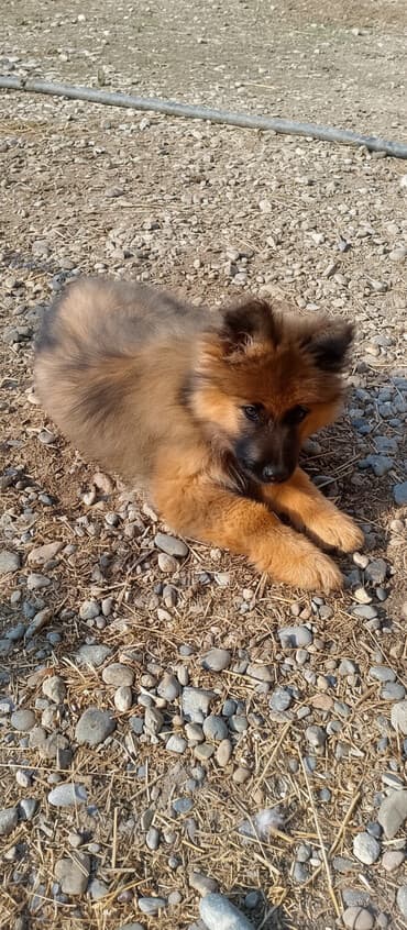 kanqal dişi: Alman çoban iti, 2 ay, Dişi — 2