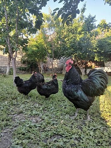 heyvan satışı tap az: Avstrolorp ailesi 1 xoruz 2 fere qurd dermani cicek vaksini. Cumo — 1