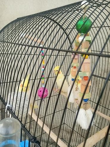 Tutuquşları: Tək sari korella 40 Azn Qəfəslə 60 Azn bir ədədi — 1