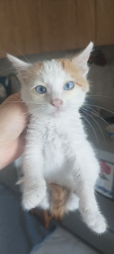 munchkin pişik: Котенок, 1.5 месяца, мальчик, глаза голубые, белый с рыжими — 2