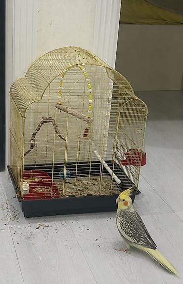 клетка для кореллы: 🦜 Sultan Papuqayı + Geniş Qəfəs – Hazır Dəst! Ev şəraitində — 1