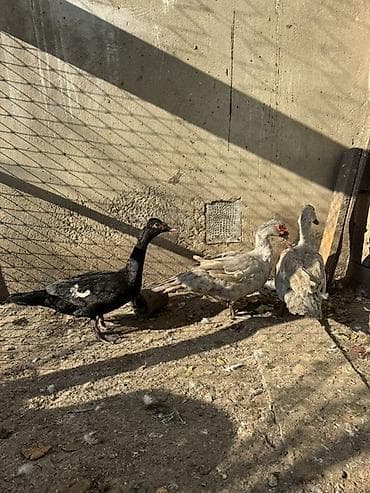 İtlər: Lal ördeyler 3 dene erkeydi biri qara zumrudu sortu ikisi lavanda — 5