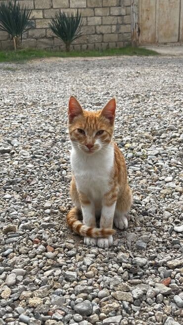 pişiyə verilən adlar: Şinşilla, Erkək — 2