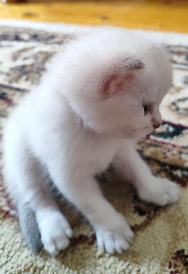 Pişiklər: Şinşilla, Erkək, Dişi, Pulsuz çatdırılma — 6
