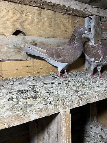 tutuquşu show jumbo: Morlar ikiside çıplaq mayalardi.Qiymet ikisine aiddi tek tek biri 10m — 2