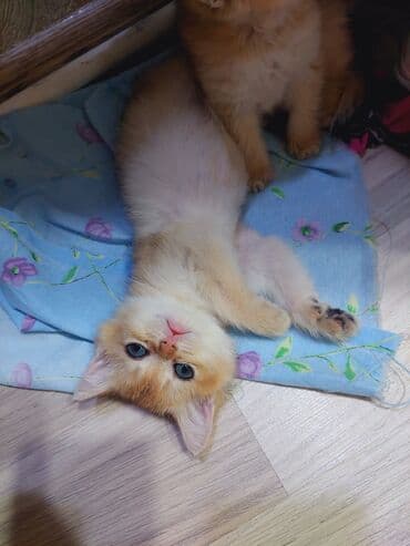 отдам в хорошие руки маленькую пушистую собаку: Qızıl şinşilla, Dişi, Yaxşı əllərə, Ünvandan götürmə — 8