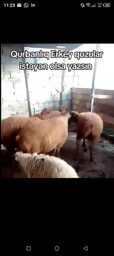 zaqatalada keci satilir: Qurbanlıq erkək quzular diri çəki 10 manatdan ünvan Hökməli hər çəki — 2