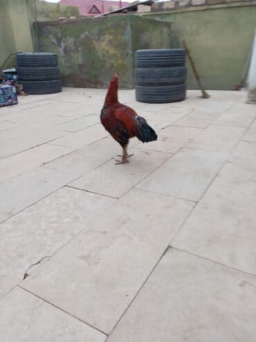 Boşqablar: Salam qiymət 40 manatdan basdyir 70 4 dənə xoruz 11 ayliqdi biri 1 — 2