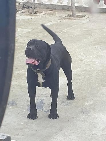 i̇tlər pitbul: Kane-Korso, 2 il, Erkek, Cütləşmə üçün — 7