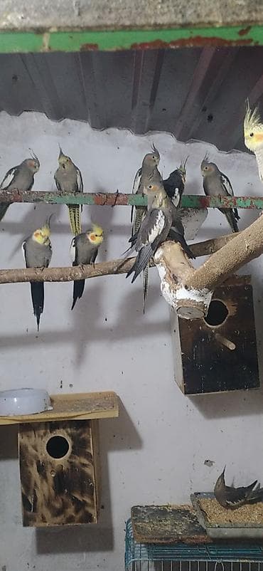Птицы: Nimfa (Cockatiel) tutuquşuları – müxtəlif rənglərdə populyasiya - — 4