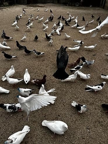 quş şekilleri: Mətn: Qarışıq rəngli göyərçinlər – sürü şəklində Təsvir: - Bir neçə — 1