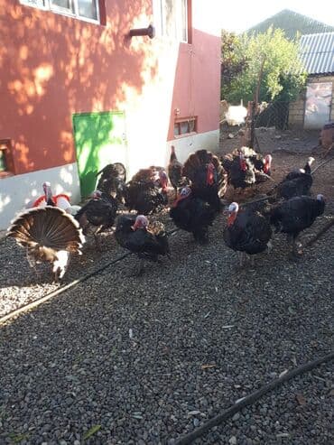 tap.az inekler: Erkək, Amerika, Ətlik, Ünvandan götürmə — 4