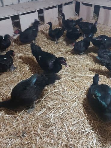 ördekler: Muscovy (barbar) ördəkləri – müxtəlif rənglərdə sürü Təsvir: - — 2