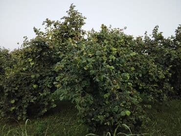 nəsimi rayon: 2000 sot, Kənd təsərrüfatı, Mülkiyyətçi, Kupça (Çıxarış) — 2