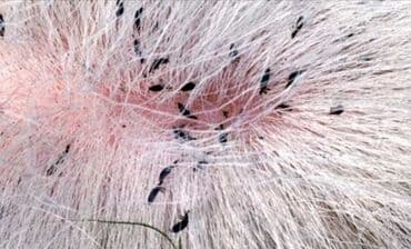 приюты для животных в баку: Bitlərin təmizlənməsi✅ Birələrin təmizlənməsi✅ Grooming salon xidməti✅ — 1