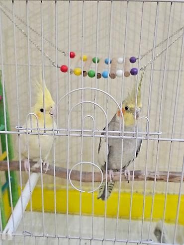 Nimfa (Cockatiel) cütü və geniş qəfəs dəst - Növ: Nimfa tutuquşusu