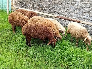 it satisi baku: Quzular xacmazdadi 7 əddəddi 5 dişi 2 ərkey 2ay arpada olan quzlardi — 6