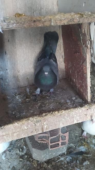 dekorativ quş: Məhsul: Qəfəshananın ev quşları – göyərçinlər Təsvir: - Şəkillərdə — 2