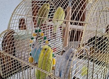 Sayilir 5 ededir 3 ayliqdilar ededi 10 azn ciddi wexsler narahat