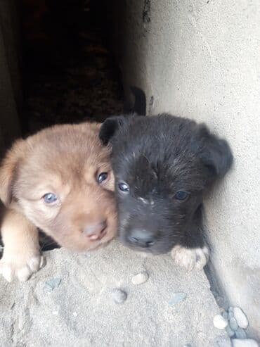 afcarka bala: Zvonok — 1