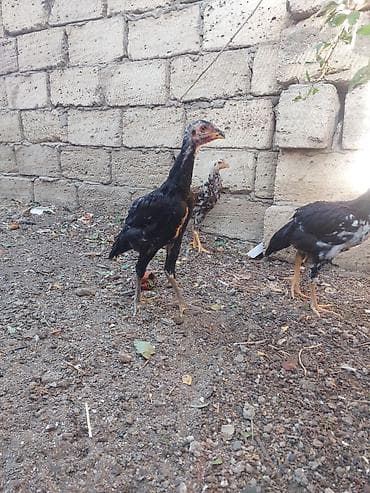 ag baliq: Toyuq cücələri, Damazlıq — 3