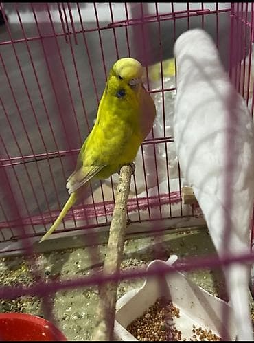 Tutuquşları: Öncelikle her kese salam deyerli insanlar👋🏻Hazır cüt temiz qan çexler — 2