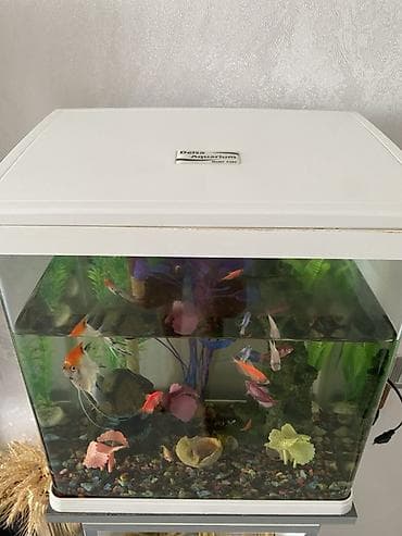 şamayka balığı: Dördbucaq akvarium, Balıqlarla birlikdə, 25 l — 3