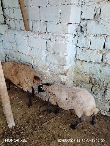heyvan bazari keci: Cütü 630 qoyunlar satılır istəyən olsa yazsın videosunu atım baxın — 8