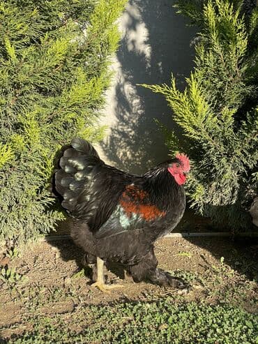 pişik satışı ucuz: Brama xoruzları. Biri 2 illik xoruz - 100₼ İkisi 7 aylıq xoruz — 4