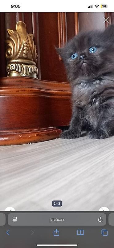 cins pişikler: Məhsul: Boz uclu, mavi gözlü pişik balası Təsvir: - Rəng: Açıq — 9