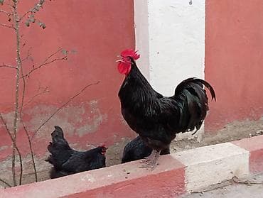 Atlar: Toyuq, Australorp, Damazlıq — 7