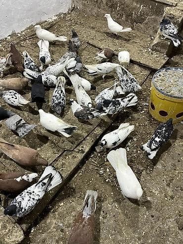 afçarka satışı: Kom ve tektek heyvanların satışı ebreşder var qarabaşdar var — 3