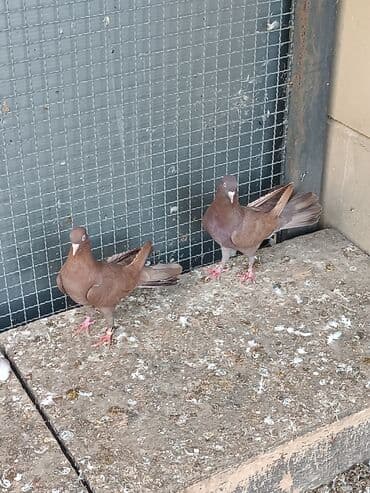 dəvəquşu yumurtası qiyməti: Şəkillərin hamısına baxın. hər cinsdə quşlar satılır . qiymət biri — 5