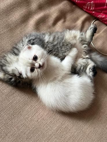 Pişiklər: Şotland — 1