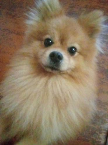 Şpitz, 1 il, Erkek, Peyvəndli, Ünvandan götürmə