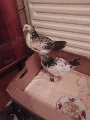 cins inəklər: Toyuq, Damazlıq, Ünvandan götürmə — 1