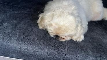 barter it: Pekines — 1