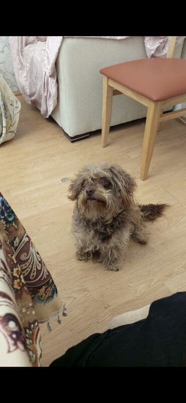 coban it adlari: 4 il, Erkek, Peyvəndli, Ünvandan götürmə — 1