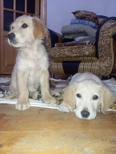 pulsuz it satilir: Qolden Rotriver 3 ayliq erkek ve disi her ikisi peyvend olunub tek de — 2